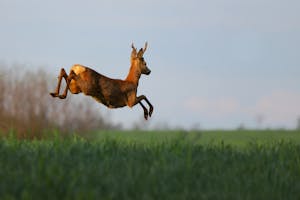 A roe deer jumps gracefully mid-air in a Slovakian field, showcasing wildlife in motion.
