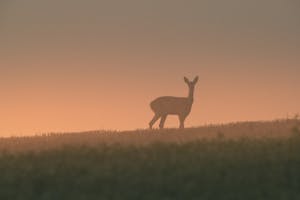 A serene silhouette of a deer in a field at sunrise in Slovakia, capturing nature's tranquility.