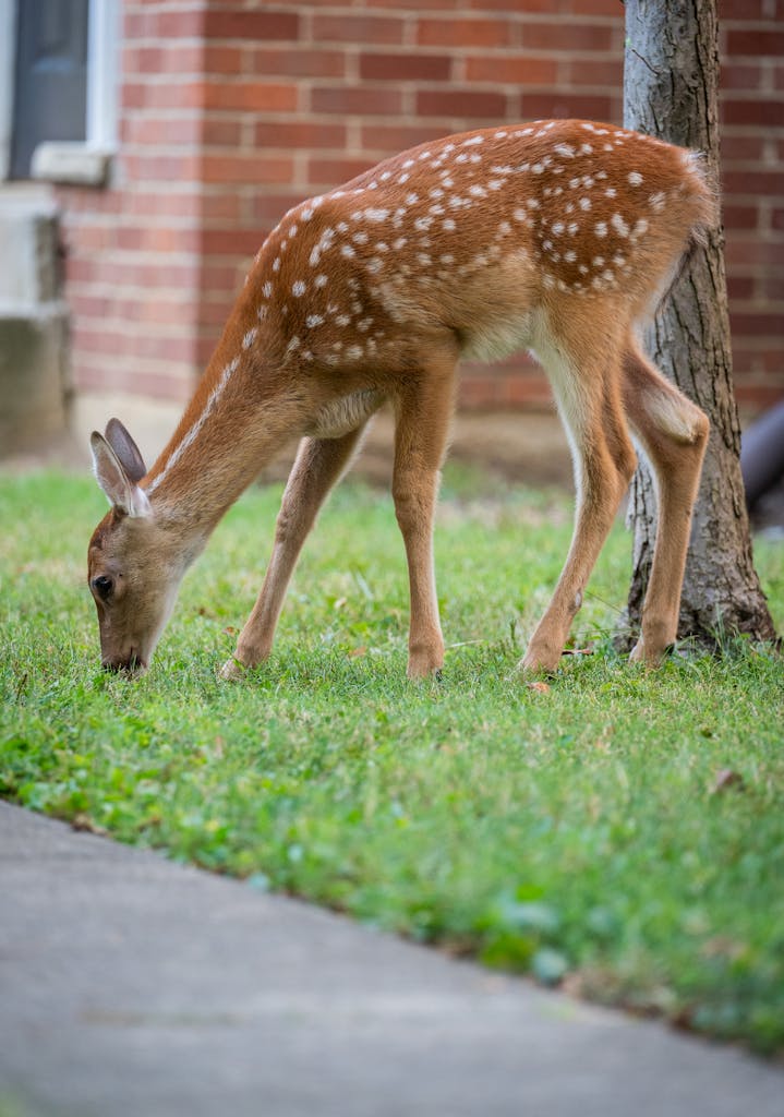 Many New Jersey communities experience year-round deer activity due to abundant food sources and fragmented suburban woodland habitat.