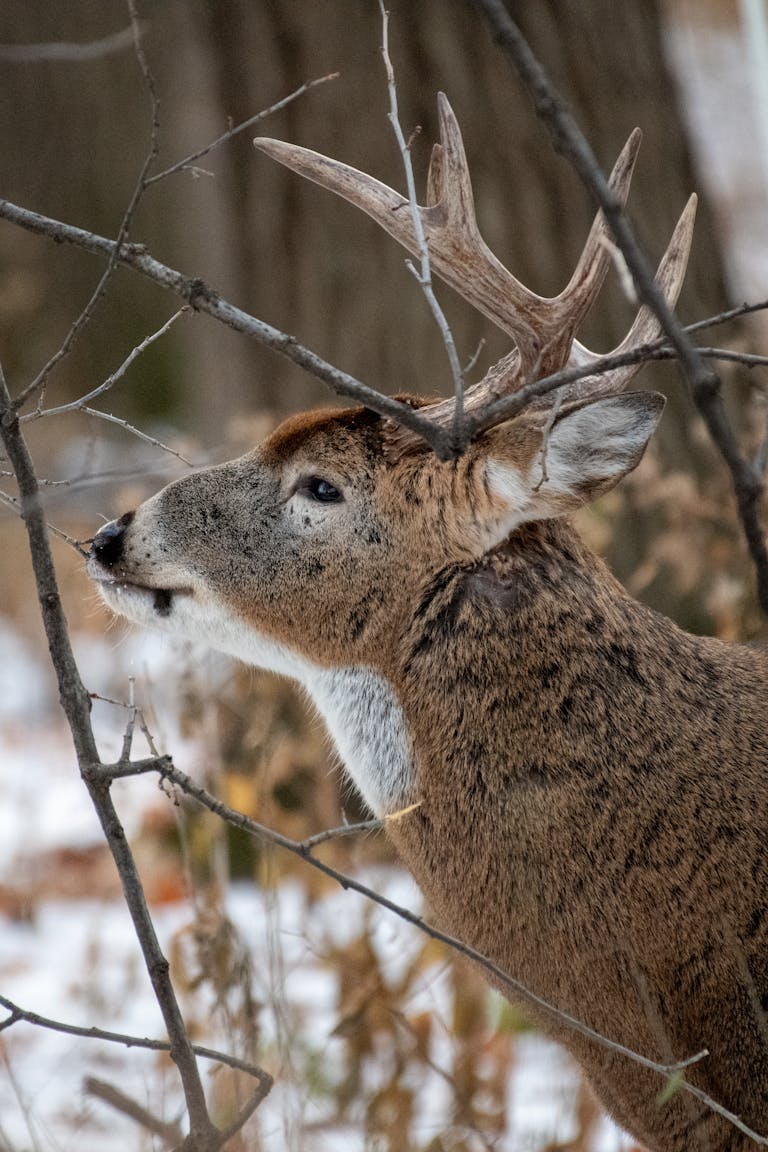 Close-up of a white-tailed deer with antlers amidst a snowy forest backdrop.