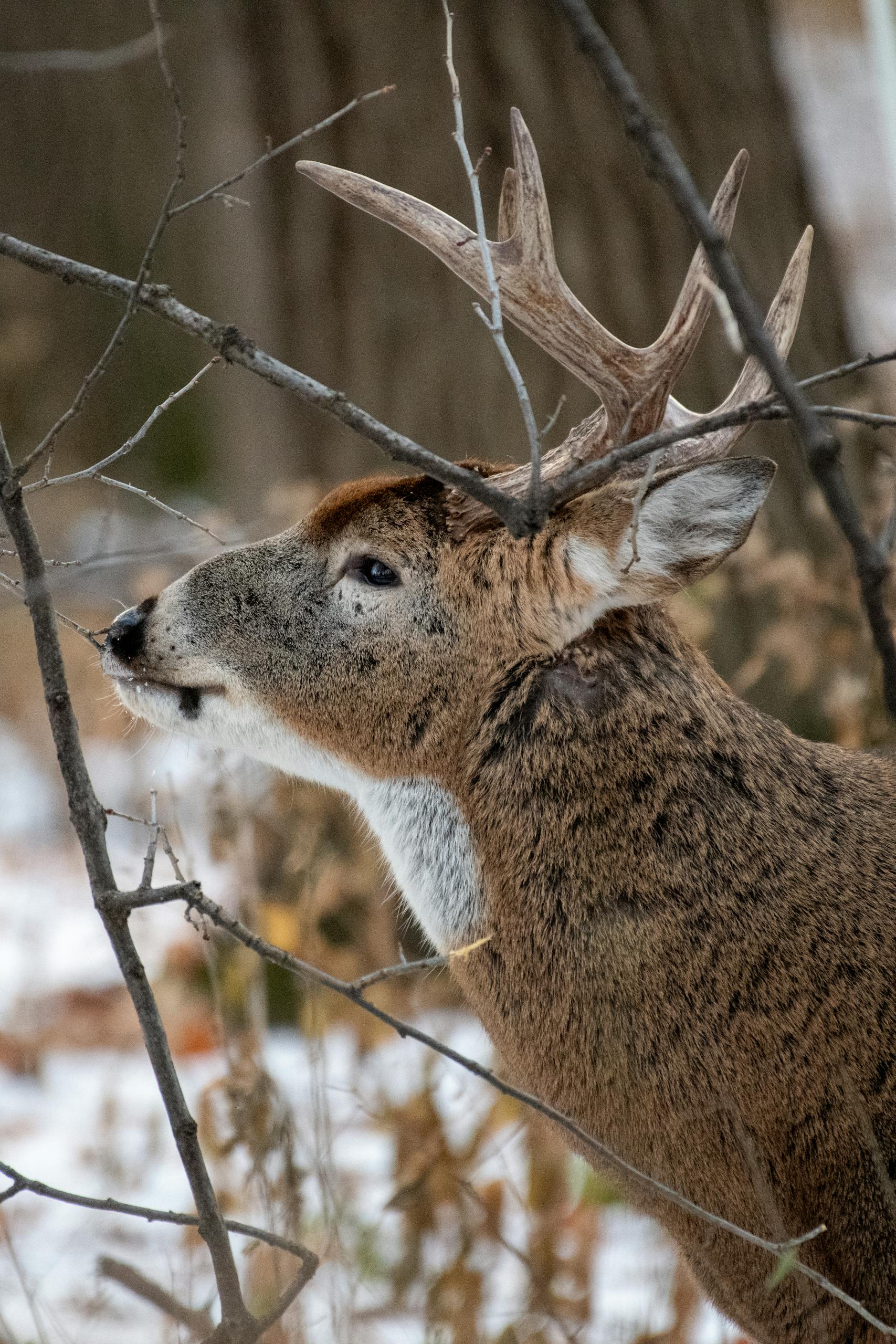 Close-up of a white-tailed deer with antlers amidst a snowy forest backdrop.