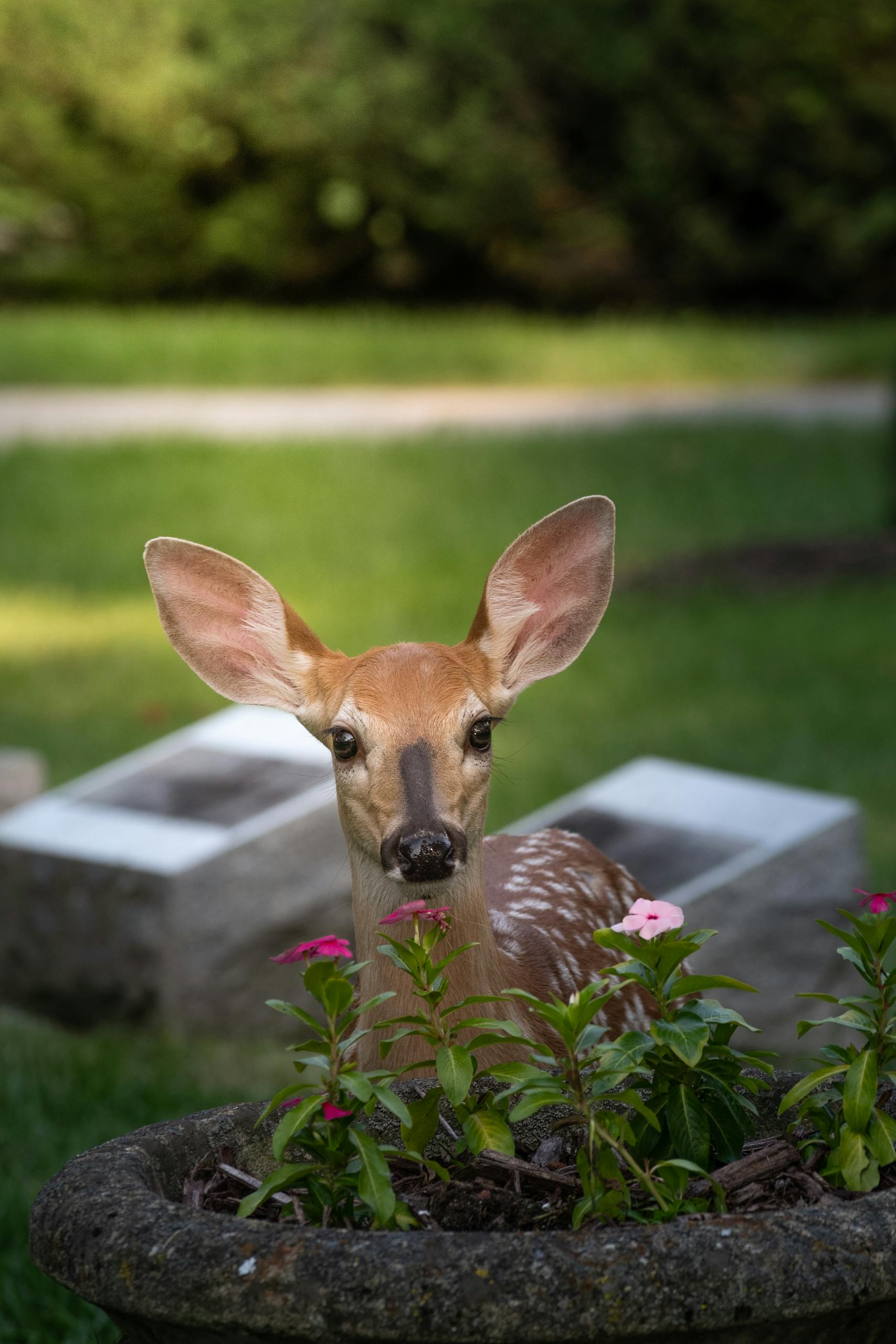 Cute young deer peeking among flowers in a summer garden scene.