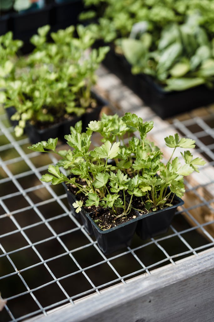 From above of green celery sprouts with small leaves growing in boxes on metal lattice in daylight