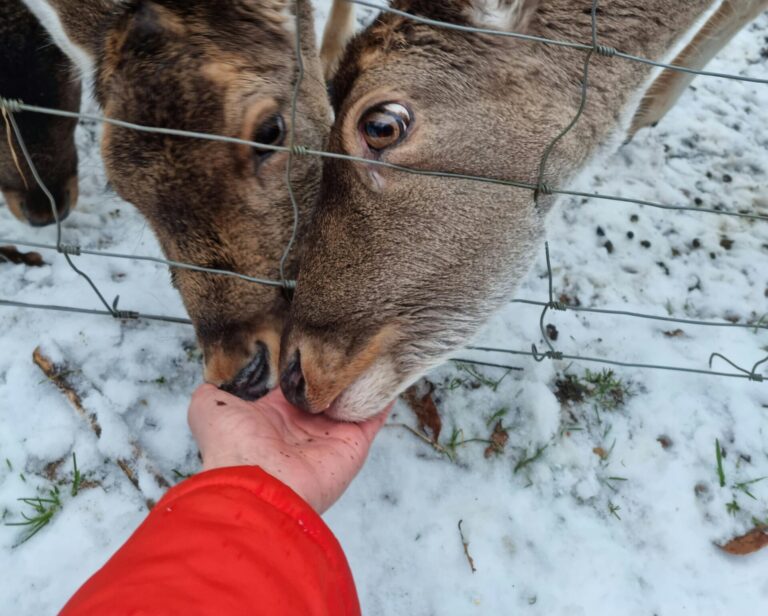 Why You Should Never Feed Deer in New Jersey