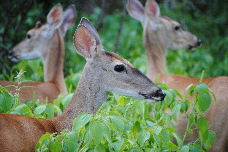 Why Deer Are So Common in New Jersey