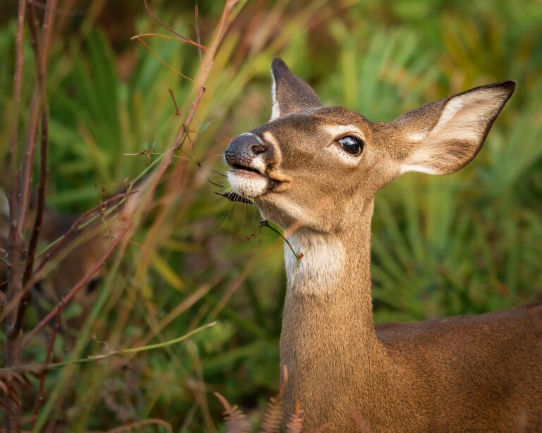 New Jersey White-Tailed Deer Facts