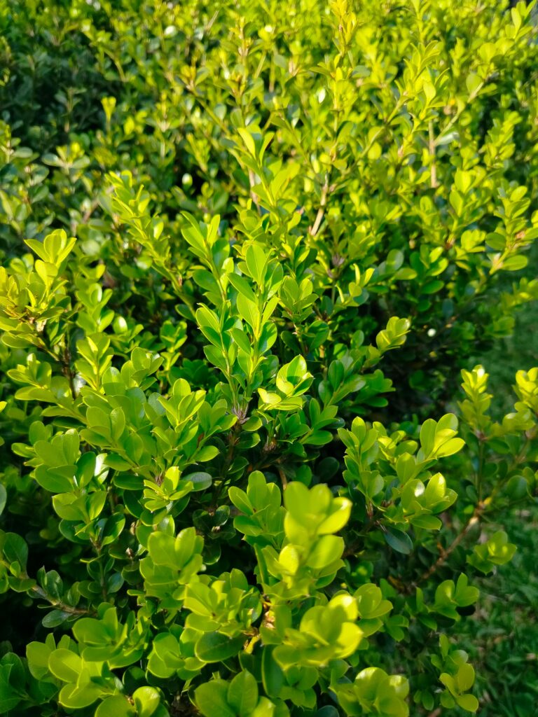 Deer Resistant Plants That Actually Work in NJ