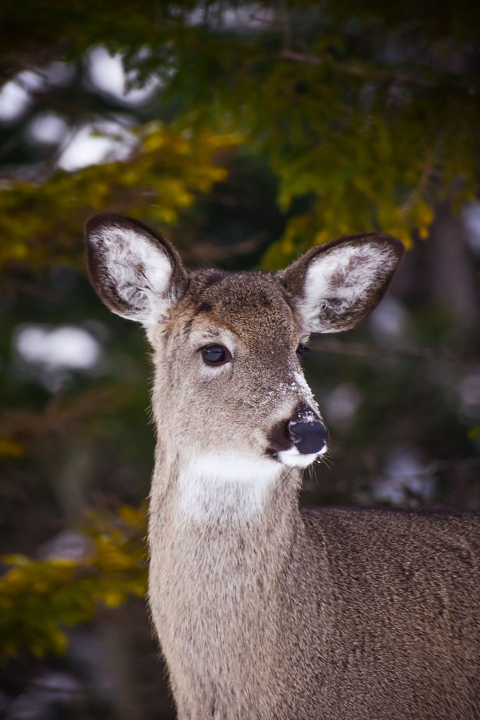 Serene portrait of a white-tailed deer in a forest with lush greenery.