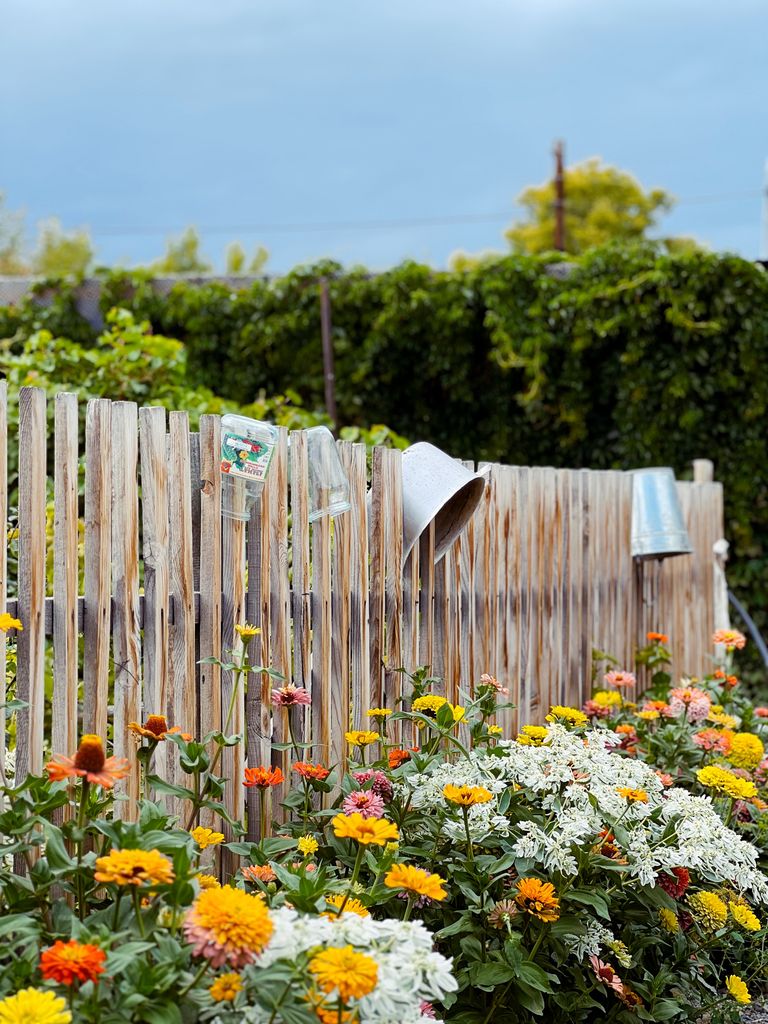 Vibrant flower garden with wooden fence and metal pots in Tūghyl, Kazakhstan.