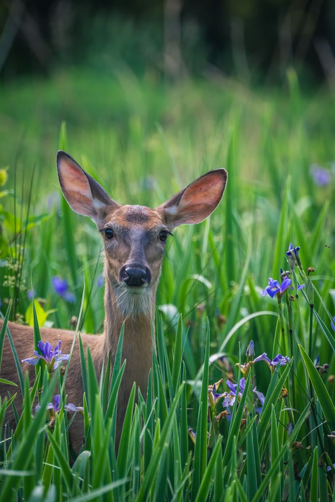 A serene white-tailed deer standing among vibrant meadow flowers and lush green grass.