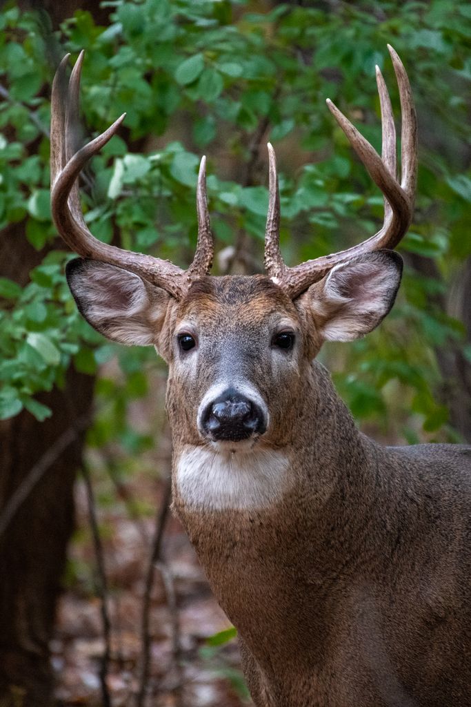 Close-up portrait of a male white-tailed deer with antlers in a forest environment.