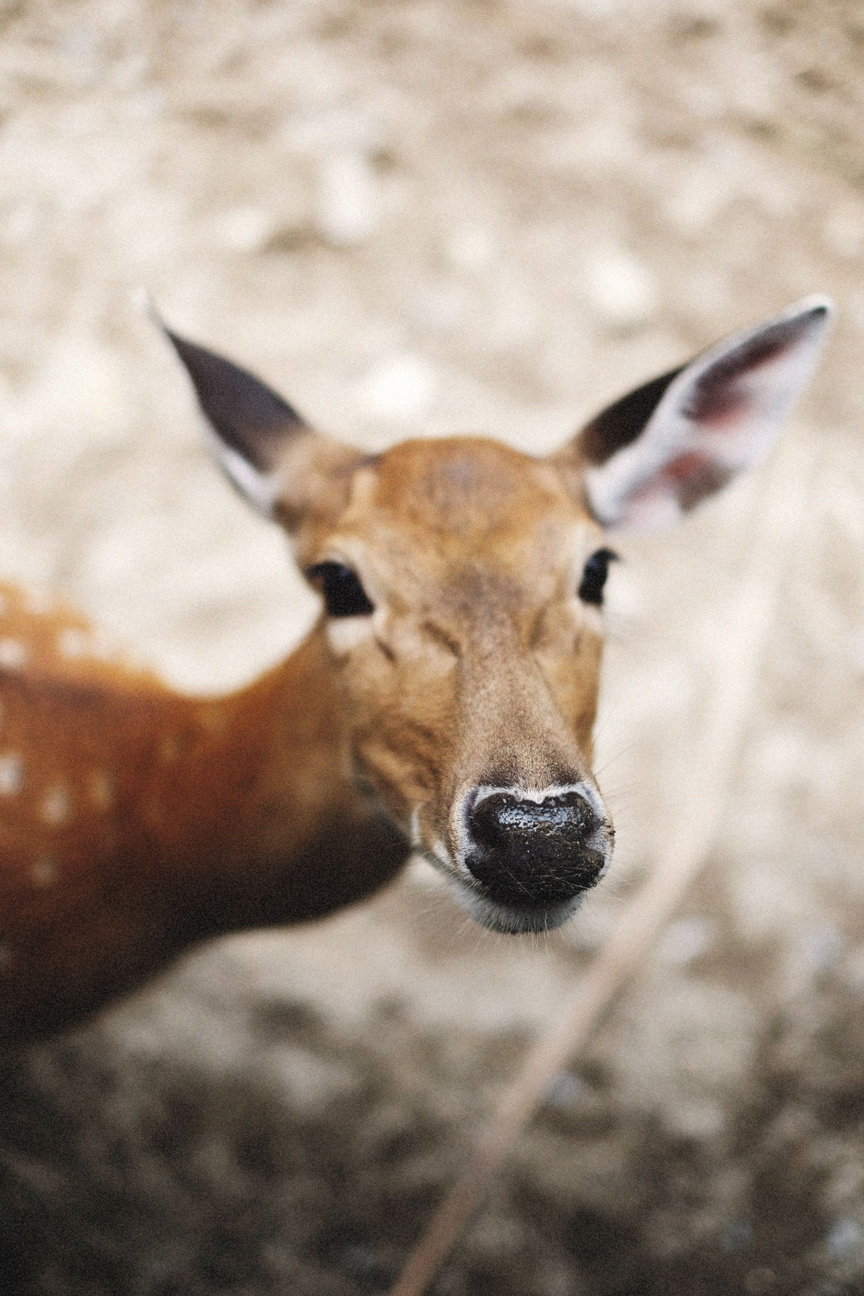 Detailed close-up of a deer's face showcases natural beauty and curiosity.