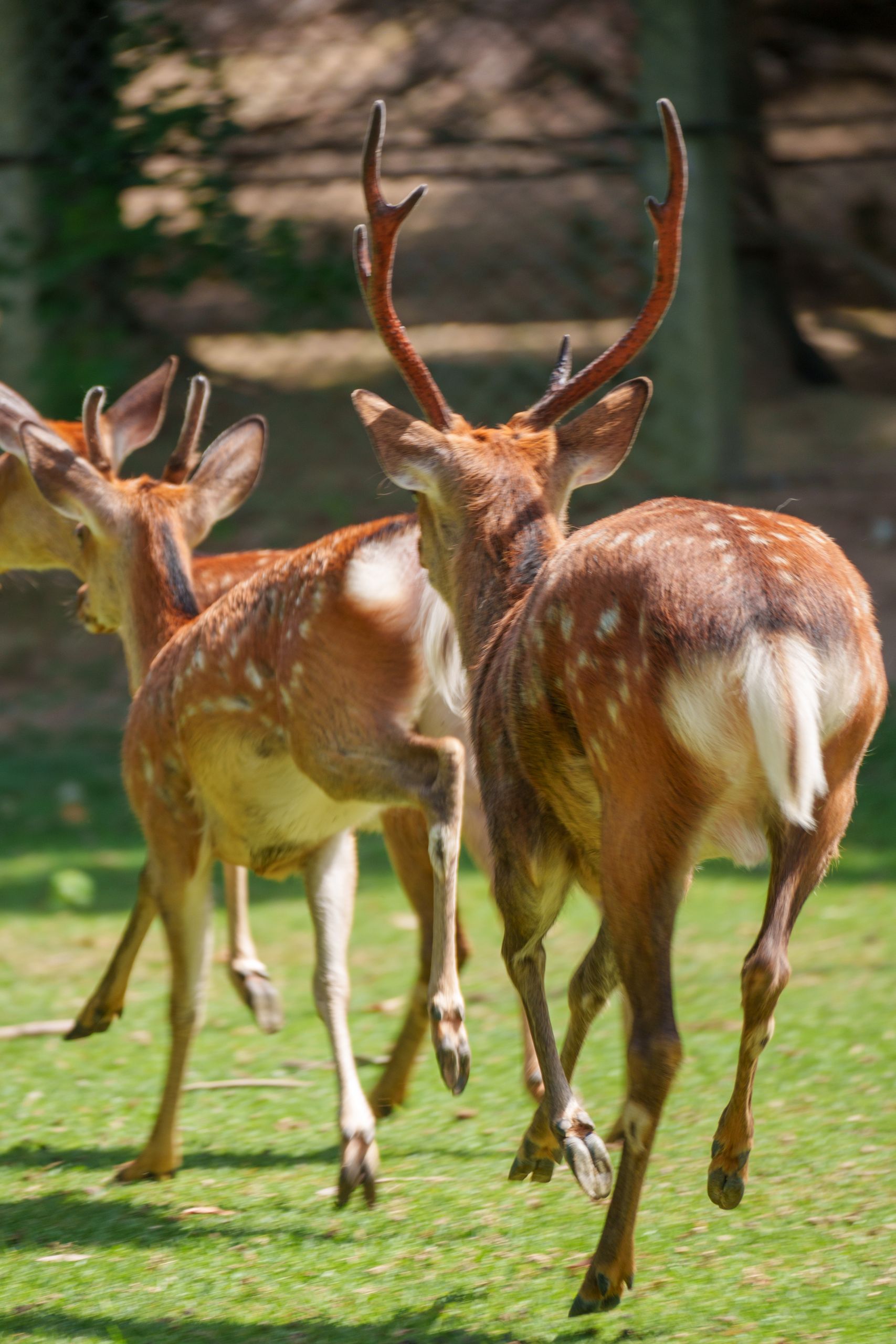 Three fallow deer sprint across a sunlit meadow, showcasing their graceful movement.