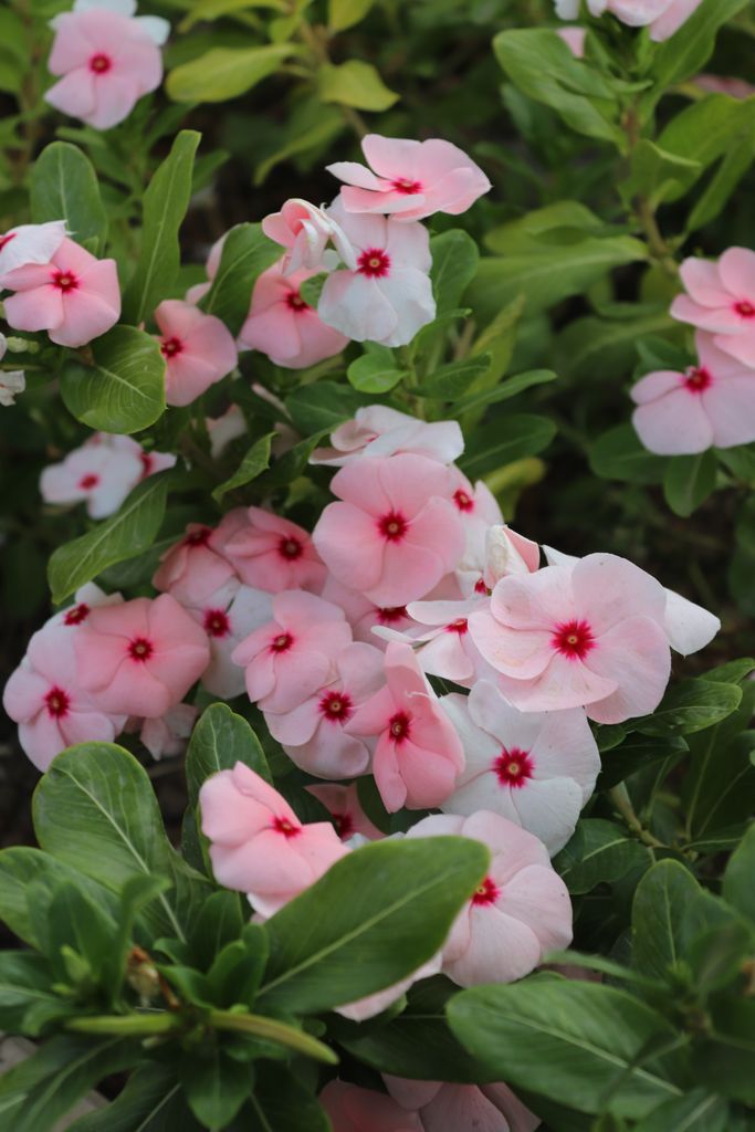 Close-up of vibrant pink Periwinkle flowers in a lush garden setting.