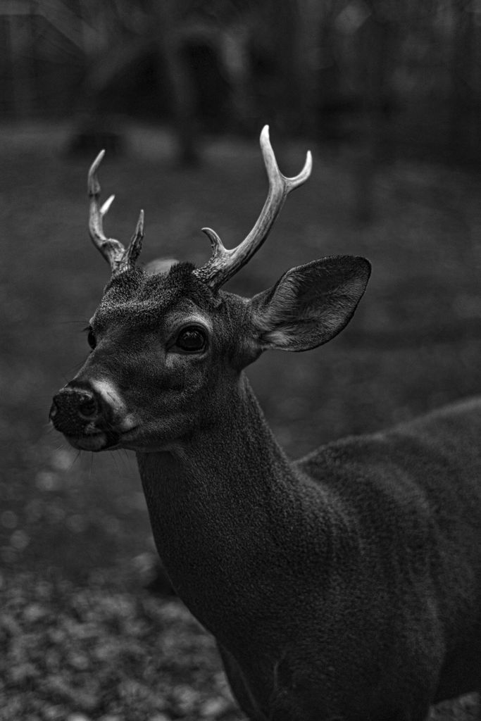Stunning black and white portrait of a deer with antlers, showcasing wildlife beauty.